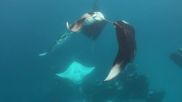 Underwater footage of a large group of manta ray with some manta's doing back flips