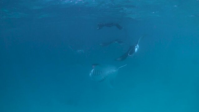 Group of manta ray swimming underneath snorkeler in a bright, blue sea