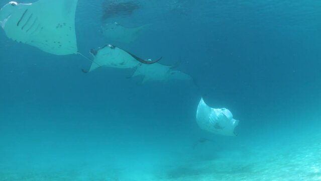 Underwater shot of Large school of manta rays swimming through shallow sea