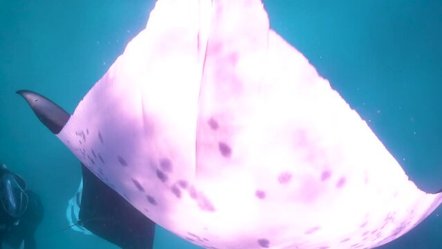 Close up of manta ray doing flips in order to concentrate plankton for feeding