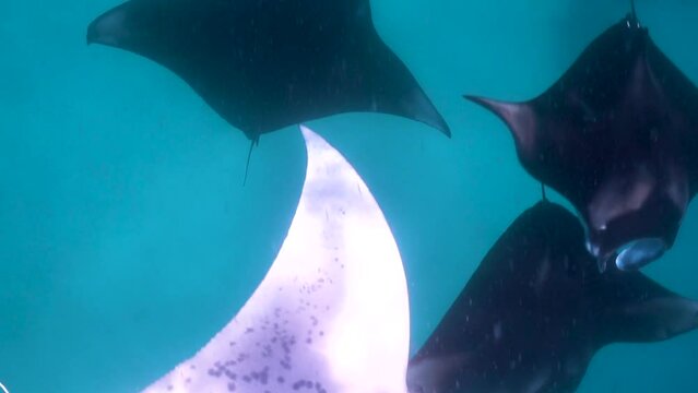 Close up of small group of manta ray swimming near ocean surface