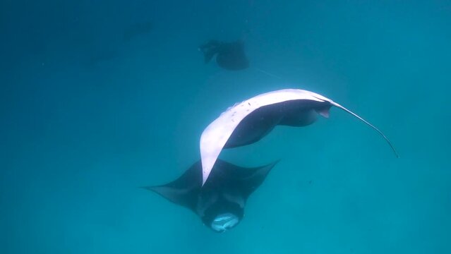 Underwater view of manta ray doing flips in order to concentrate plankton for feeding