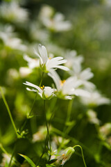 Green meadow full of daisies in close-up. Feel the spring