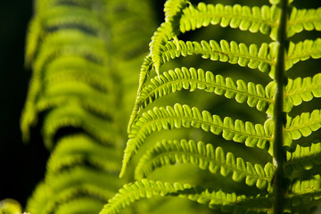 Beautiful fern leaf in close-up. Shades of greens and the play of lights reminds me spring .