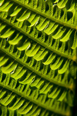 Beautiful fern leaf in close-up. Shades of greens and the play of lights reminds me spring .