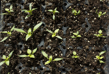 close up Pepper sprout in the soil.