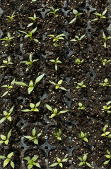close up Pepper sprout in the soil.