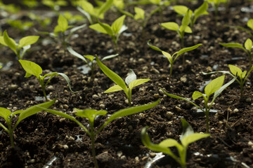 close up Pepper sprout in the soil.