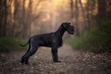 Pies rasy sznaucer średni stoi w lesie  - obrazy, fototapety, plakaty