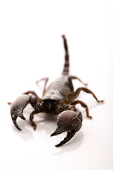 Black scorpion in close-up on a white background. Soft light 