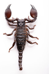 Black scorpion in close-up on a white background. Soft light 