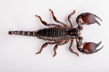 Black scorpion in close-up on a white background. Soft light 