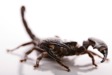 Black scorpion in close-up on a white background. Soft light 