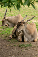ANIMAL DE CUERNOS