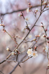 Plum Blossom