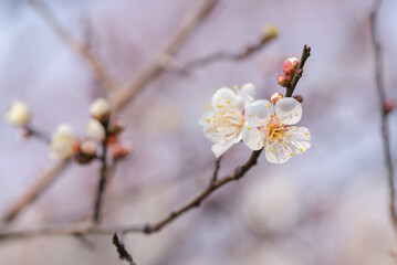 Plum Blossom