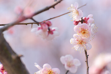 Plum Blossom