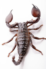 Black scorpion in close-up on a white background. Soft light 