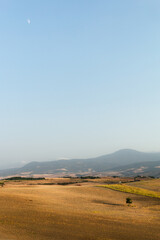 Fototapeta na wymiar Landscape with lonely tree and the moon in Tuscany, Italy.