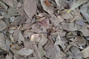 Close up a lot of dry leaves piled up