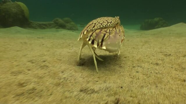 flame box crab walk sideways underwater on sandy bottom ocean floor in Caribbean sea