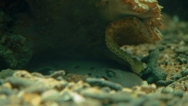 A small, snake-like fish calmy laying under a piece of coral buried among small shards of rock and dead coral whilst tiny particles float through the murky, salty sea water