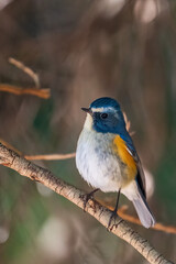 Red-franked bluetail perching on the tree branch.