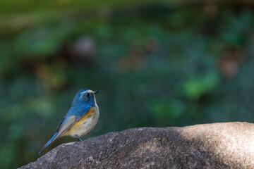 Red-franked bluetail perching on the rock.
