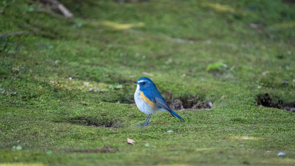 Red-franked bluetail perching on the ground with facing left.