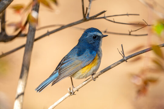Close up image of Red-franked bluetail perching on the tree branch.