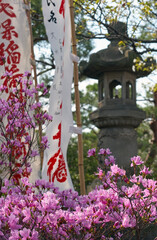 Rhododendron blossom at spring hanami festival in the Shinto shrine. Japan