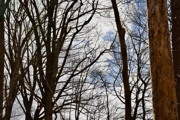 trees and sky