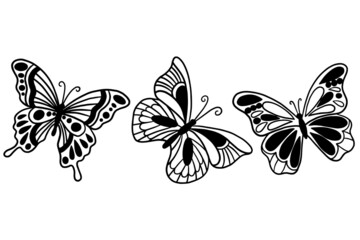 Fototapeta premium Set of Collection pretty Butterfly butterflies Animal Hand Drawn illustration
