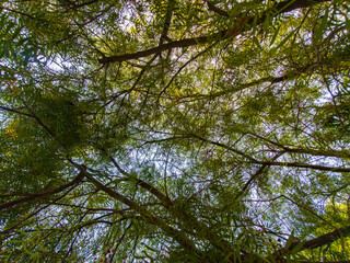 trees and sky