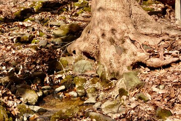 Tree roots with moss