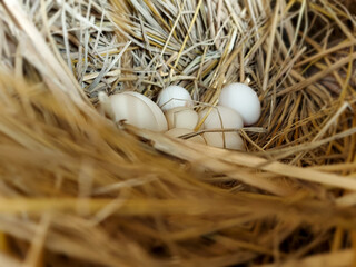 eggs in the nest