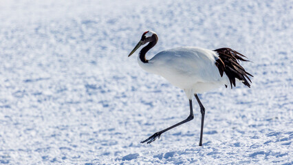 歩くタンチョウ