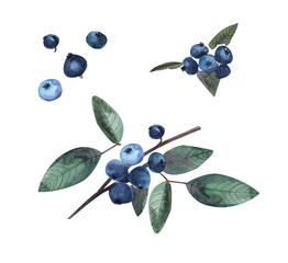 Collection of fresh wild berries blueberry branch, blueberry, berry set, botanical watercolor,healthy food