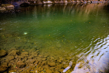 water flowing in the forest