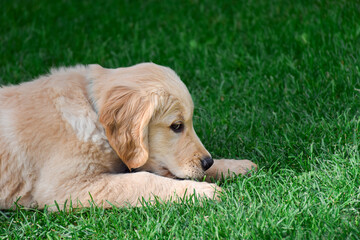 Closeup golden retriever puppy lying on green grass