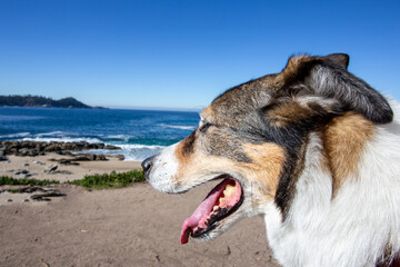 A dog playing on the beach