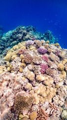 Naklejka na ściany i meble Great Barrier Reef Coral 