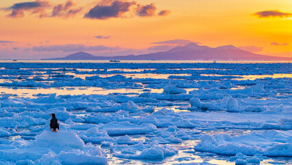 朝焼けの空　流氷とオオワシ　冬の知床 © Yuuki Kobayashi