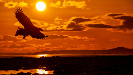 羽ばたくオオワシのシルエット　日の出の太陽