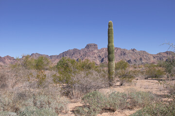 Carnegiea gigantea, saguaro or sahuaro, in Arizona.