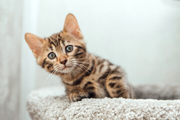 Fototapeta na wymiar Young cute bengal cat sitting on a soft cat's shelf of a cat's house.