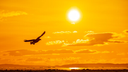 Fototapeta na wymiar 太陽をバックに翔ぶオオワシのシルエット