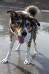 A dog playing on the beach