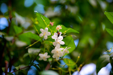 White lilacs flowers background