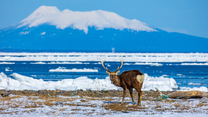 エゾシカ　国後島と流氷の海をバックに © Yuuki Kobayashi